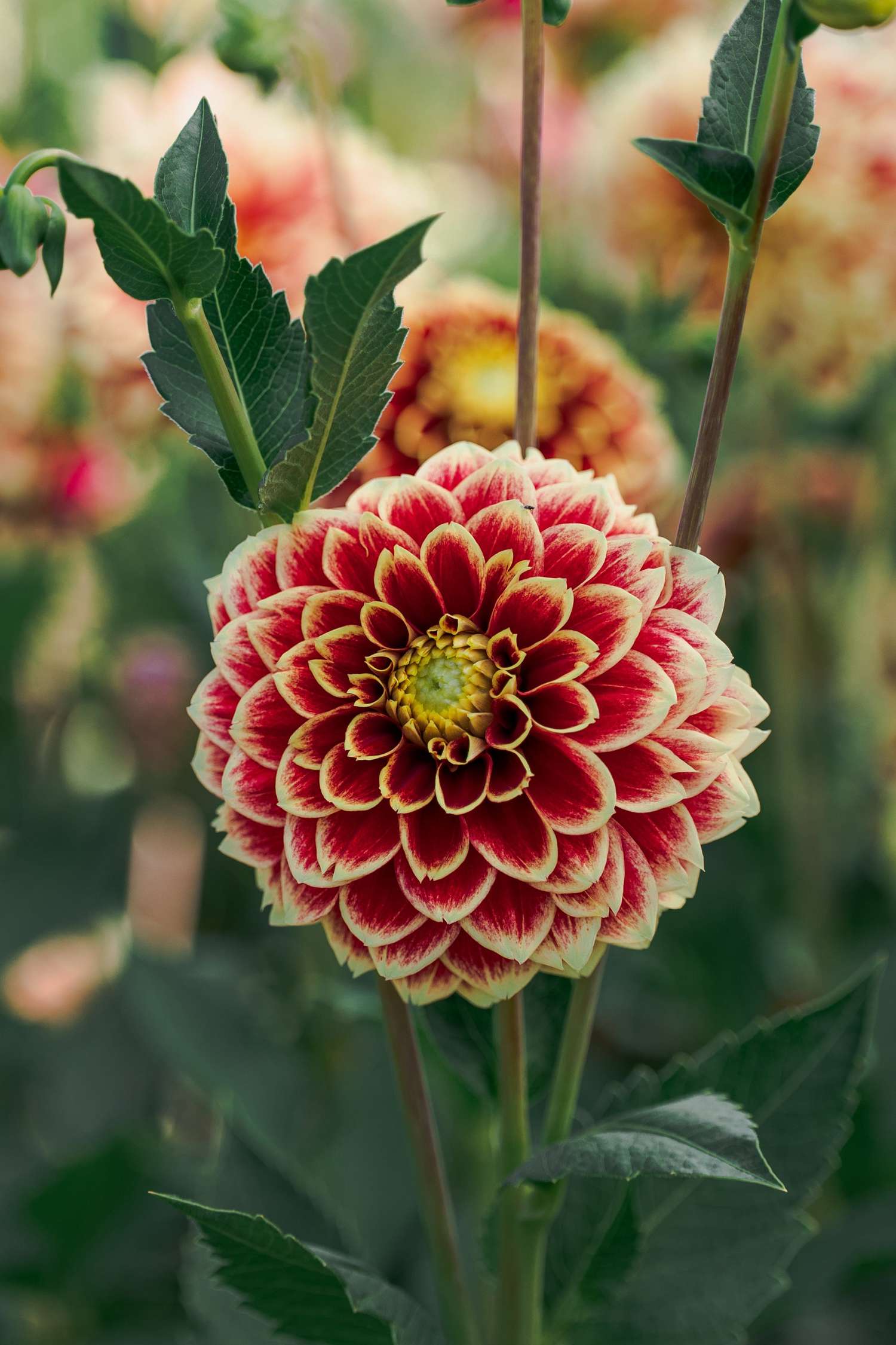 Daalia 'Jowey Hubert'